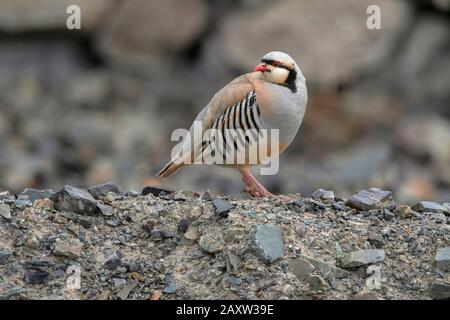 Chukar Partridge, Ladakh, Jammu and Kashmir, India Stock Photo