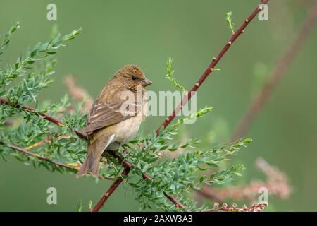 Common Rosefinch, Carpodacus erythrinus,  Female, Ladakh, Jammu and Kashmir, India Stock Photo