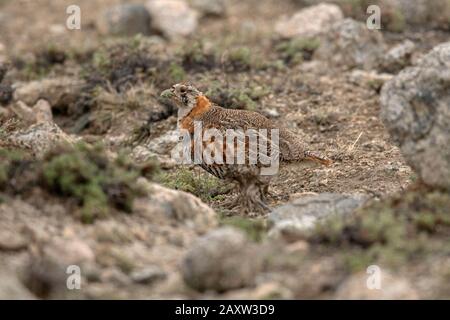 Tibetan Partridge, Perdix hodgsoniae, Ladakh, Jammu and Kashmir, India Stock Photo