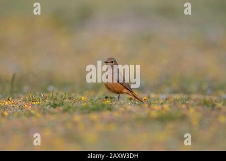 Black Redstart, Phoenicurus ochruros, Female, Ladakh, Jammu and Kashmir, India Stock Photo