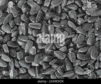 Black sunflower seeds. For texture or background. Crude sunflower seeds. Stock Photo