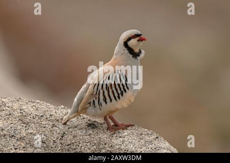 Chukar Partridge, Ladakh, Jammu and Kashmir, India Stock Photo