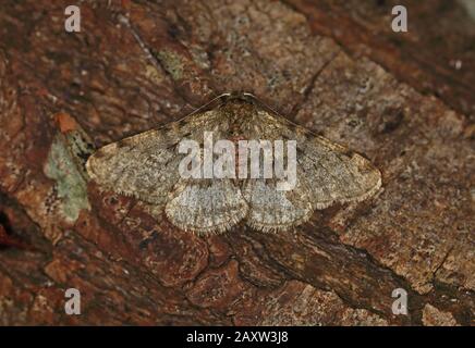 Pale Brindled Beauty moth (Apocheima pilosaria) at rest on tree trunk  Eccles-on-Sea, Norfolk, UK              January Stock Photo