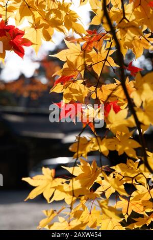 Colourful trees in autumn at Nikko, Japan shot on 60 megapixel camera. Stock Photo