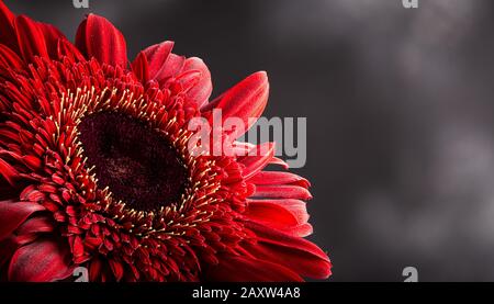 Closeup of a beautiful red gerbera daisy on a dark background with copy space Stock Photo