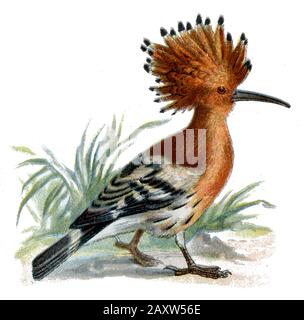 Eurasian hoopoe Upupa epops, (, )