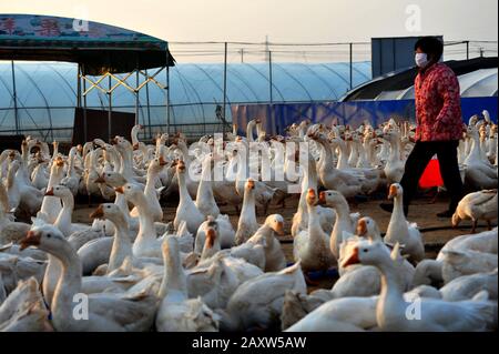 A Chinese farmer feeds a swarm of white geese at a farm in Suining County, Xuzhou  City, east China's Jiangsu Province on February 13th, 2020. Stock Photo