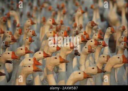 A swarm of white geese are raised at a farm in Suining County, Xuzhou  City, east China's Jiangsu Province on February 13th, 2020. Stock Photo