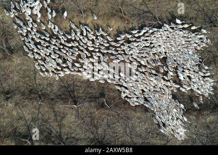 A swarm of white geese are raised at a farm in Suining County, Xuzhou  City, east China's Jiangsu Province on February 13th, 2020. Stock Photo