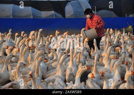 A Chinese farmer feeds a swarm of white geese at a farm in Suining County, Xuzhou  City, east China's Jiangsu Province on February 13th, 2020. Stock Photo
