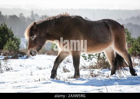 An Exmoor pony amongst the snow covered heather on Hindhead Common in winter. Stock Photo