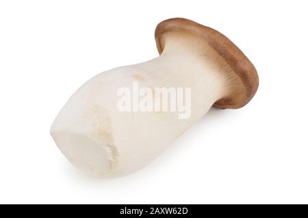 Studio shot of King Oyster mushroom cut out against a white background - John Gollop Stock Photo