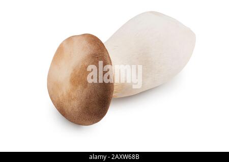 Studio shot of King Oyster mushroom cut out against a white background - John Gollop Stock Photo