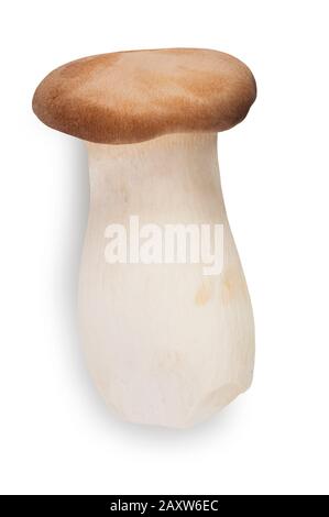 Studio shot of King Oyster mushroom cut out against a white background - John Gollop Stock Photo