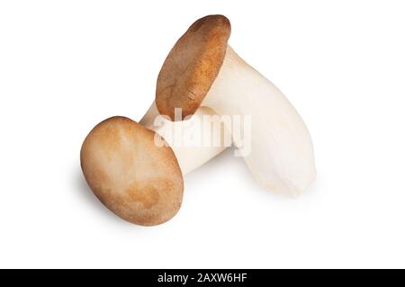 Studio shot of King Oyster mushroom cut out against a white background - John Gollop Stock Photo