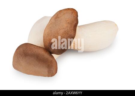 Studio shot of King Oyster mushroom cut out against a white background - John Gollop Stock Photo