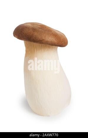 Studio shot of King Oyster mushroom cut out against a white background - John Gollop Stock Photo