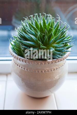 Cactus plant in a pot on a windowsill Stock Photo
