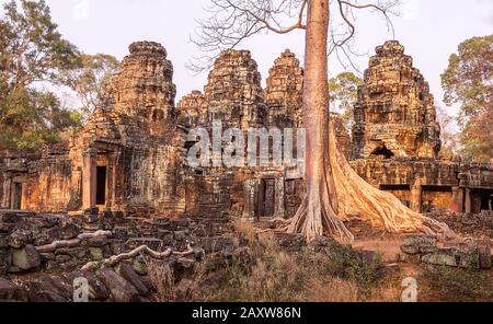 Long roots of banyan tree on the ruins of ancient Angkor Wat temple at sunset. Siem Reap, Cambodia Stock Photo