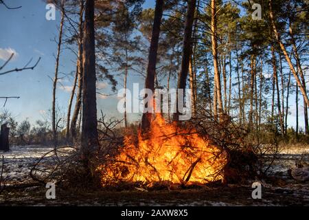 big bonfires or campfire burning in the winter forest on sunny day. Fire in nature Stock Photo