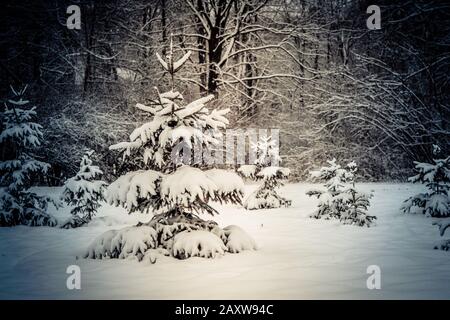 Forest trees covered snow at night in winter. Fantastic Fairytale Magical Landscape. Christmas Winter New Year Scenery. Backdrop Stock Photo