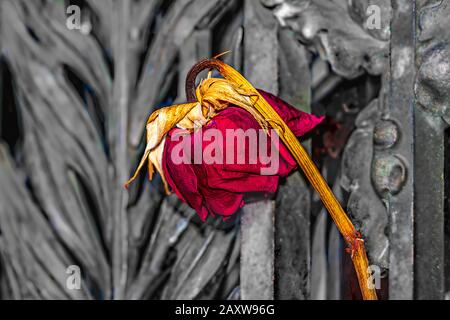 Single rose on a mausoleum gate. Stock Photo