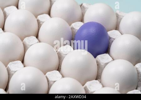 White chicken eggs in cells, and one purple egg is highlighted in the group. symbol of individuality. concept for Easter Stock Photo
