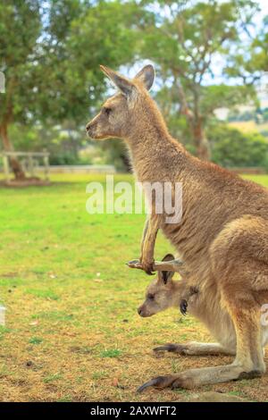 Side view of kangaroo with a joey in a pocket, Macropus rufus, in Australia. Australian Marsupial standing on grass outdoors. Vertical shot. Stock Photo