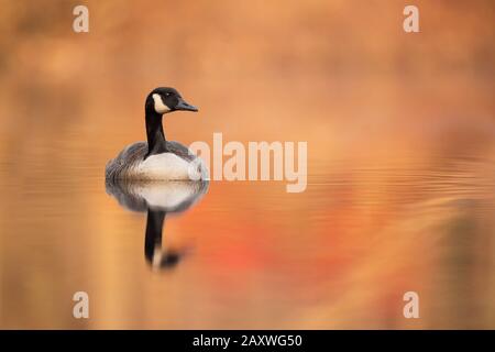 A Canada Goose floating on calm orange and red reflecting water from the golden sunlight and autumn colors. Stock Photo