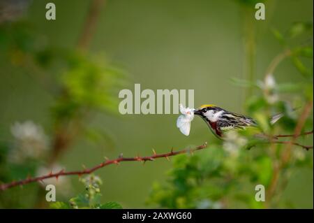 Chestnut-Sided Warbler perched on a thorny branch with a large white moth in its beak with a smooth green background. Stock Photo
