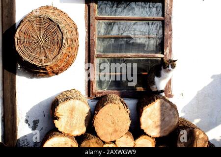 Domestic cat standing on a logs stacked by a white rustic house with a wicker basket hanging on the wall and a cracked window on a sunny day. Stock Photo