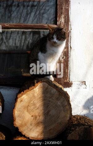 Domestic cat standing on a logs stacked by a white rustic house with a cracked window on a sunny day. Stock Photo