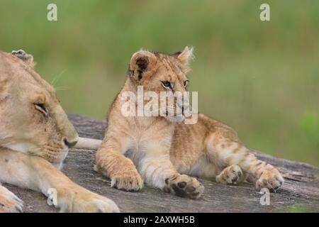 Lion cub with mother resting on rocks. Masai Mara National Park, Kenya. Stock Photo