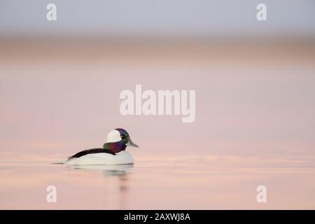 A male Bufflehead duck floats on calm water reflecting the pink and purple pastel tones of the dawn sky. Stock Photo