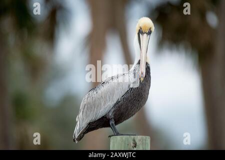 A Brown Pelican perched on a wooden pole in soft overcast light as it rests. Stock Photo