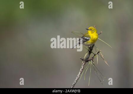 A bright yellow Pine Warbler perched in a branch with a smooth background in soft overcast light. Stock Photo