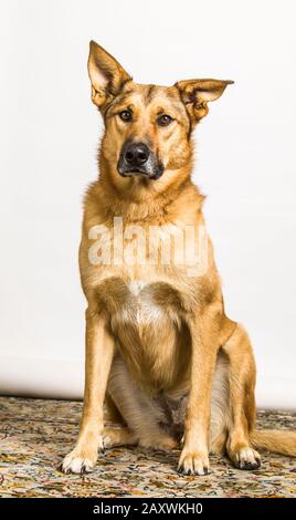 Dog Portrait, German Shepard / Chinook Mix Stock Photo - Alamy