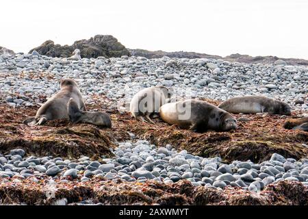 Antarctic fur seal (Arctocephalus gazella) Stock Photo
