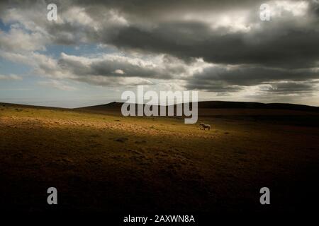 Horse standing over foal  in pool of light on moorland under dark rain filled clouds, Bodmin moor Cornwall,Uk Stock Photo