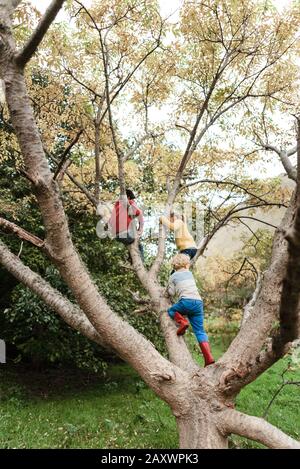 Three siblings climbing a tree in autumn Stock Photo