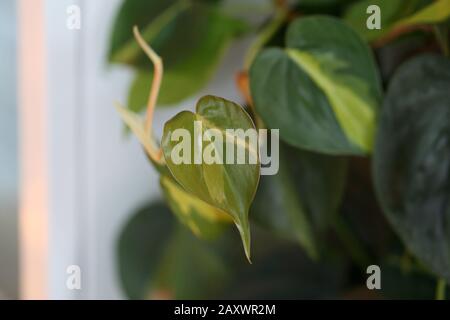 Shiny green and white ivy leaves in a closeup photo. Photographed indoors near a window during a sunny spring day. Vibrantly colored macro image. Stock Photo