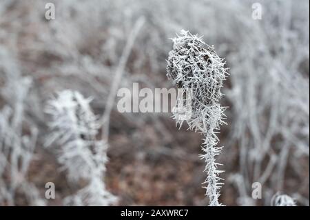 fallen leaves during fog covered with frost in cloudy weather without sun in winter Stock Photo