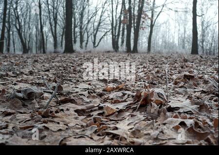 fallen leaves during fog covered with frost in cloudy weather without sun in winter Stock Photo