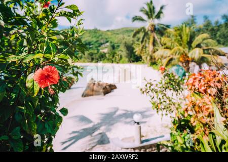 Anse Takamaka beach, Seychelles. Tropical red hibiscus flower against sandy beach and coconut palms in background Stock Photo