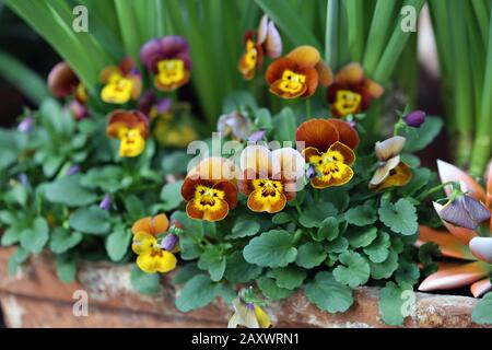Closeup of bicolored violet/pansy flowers with red and warm yellow tones. Photographed in a clay flower pot with plenty of other flowers. Stock Photo