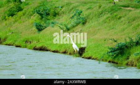 Ardea alba - Ardeidae family Great white Big Egret heron with a long neck legs and yellow beak water bird spotted fishing in freshwater coastal area. Stock Photo