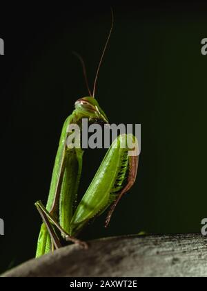 Close-up of a praying mantis Stock Photo