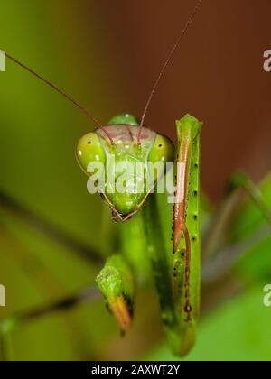 Close-up of a praying mantis Stock Photo