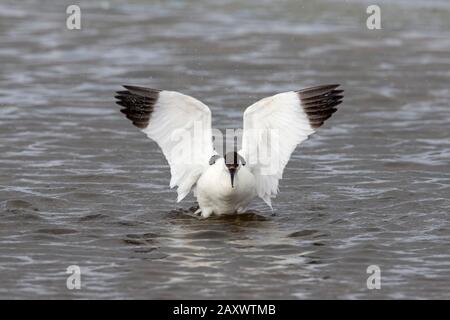 Pied avocet (Recurvirostra avosetta) in shallow water flapping wings dry after bathing Stock Photo