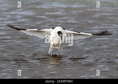 Pied avocet (Recurvirostra avosetta) in shallow water flapping wings dry after bathing Stock Photo
